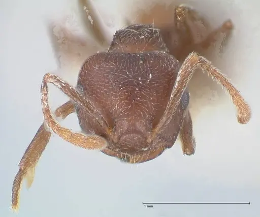 Crematogaster similis specimen FOCOL1524 image focol1524_2