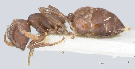 Crematogaster similis specimen FOCOL1524 image focol1524_3