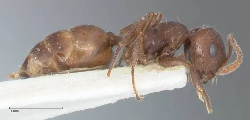 Crematogaster similis specimen FOCOL1524 image focol1524_4