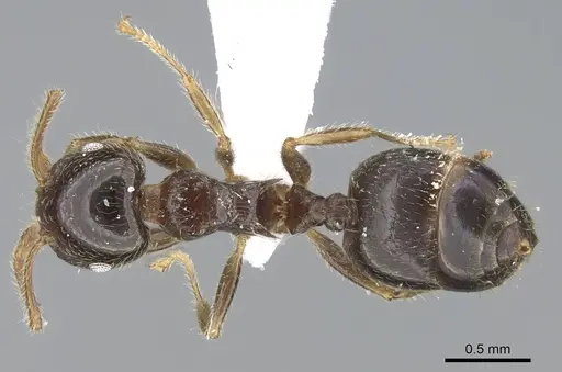 Crematogaster simoni specimen CASENT0248780 image casent0248780_1