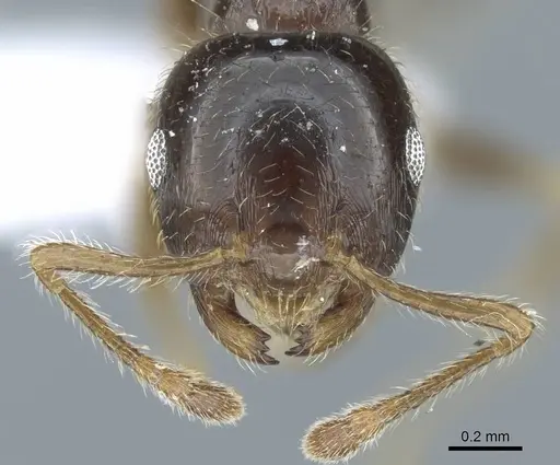 Crematogaster simoni specimen CASENT0248780 image casent0248780_2
