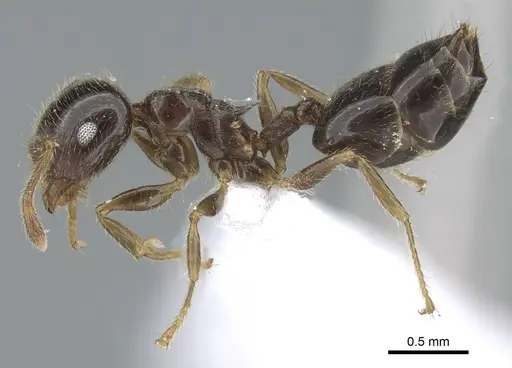 Crematogaster simoni specimen CASENT0248780 image casent0248780_3