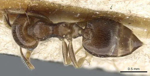 Crematogaster simoni specimen CASENT0904529 image casent0904529_1