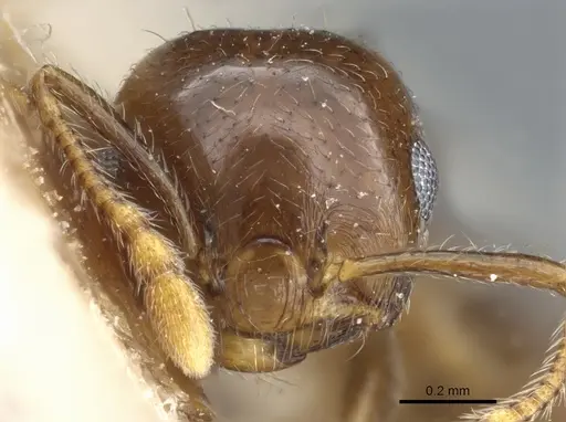 Crematogaster simoni specimen CASENT0904529 image casent0904529_2