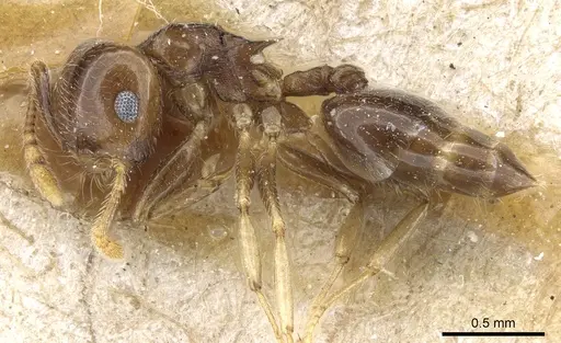 Crematogaster simoni specimen CASENT0904529 image casent0904529_3
