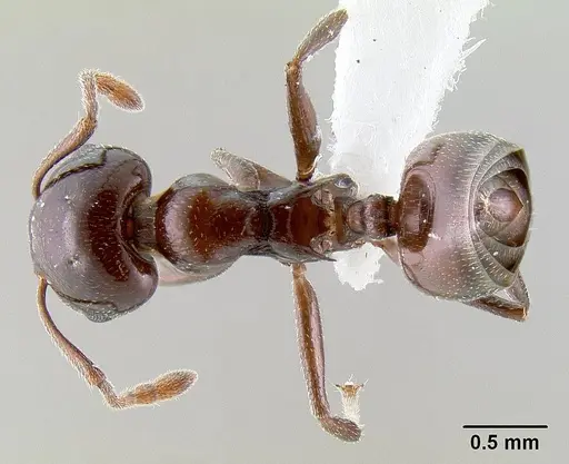 Crematogaster sisa specimen CASENT0193245 image casent0193245_1