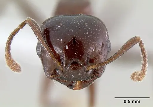 Crematogaster sisa specimen CASENT0193245 image casent0193245_2