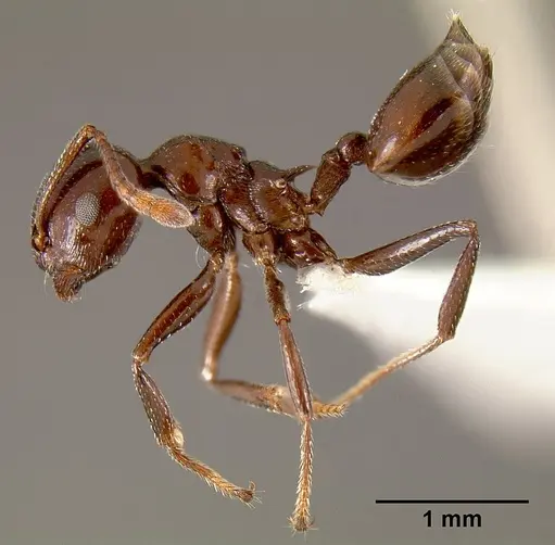 Crematogaster sisa specimen CASENT0193245 image casent0193245_3