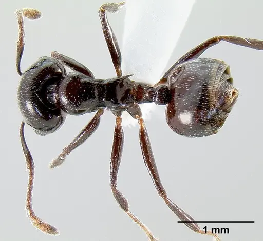 Crematogaster sisa specimen CASENT0193556 image casent0193556_1