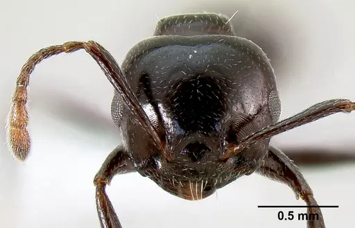 Crematogaster sisa specimen CASENT0193556 image casent0193556_2