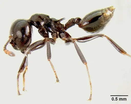 Crematogaster sisa specimen CASENT0193556 image casent0193556_3