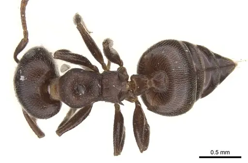 Crematogaster sjostedti specimen CASENT0902105 image casent0902105_1
