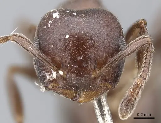 Crematogaster sjostedti specimen CASENT0902105 image casent0902105_2