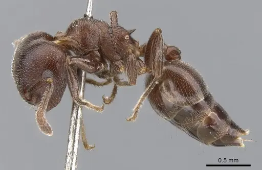 Crematogaster sjostedti specimen CASENT0902105 image casent0902105_3