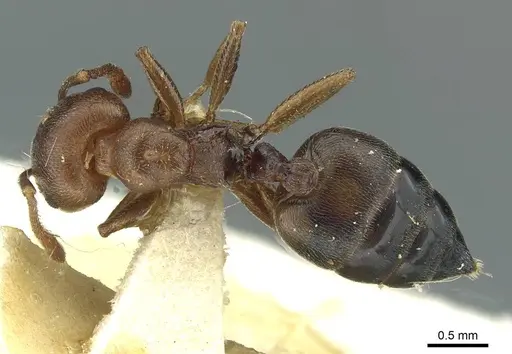 Crematogaster sjostedti specimen CASENT0912676 image casent0912676_1