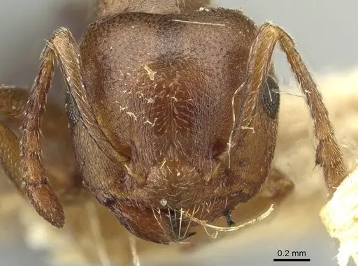 Crematogaster sjostedti specimen CASENT0912676 image casent0912676_2