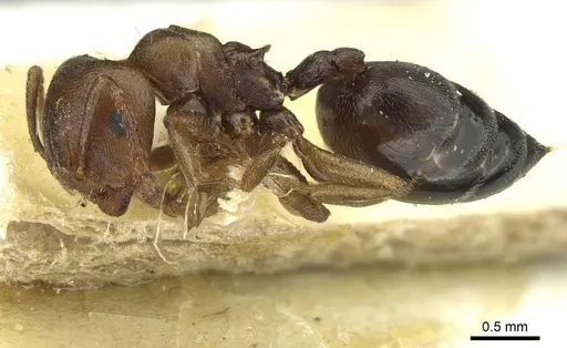 Crematogaster sjostedti specimen CASENT0912676 image casent0912676_3