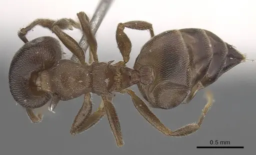 Crematogaster sjostedti specimen CASENT0919667 image casent0919667_1