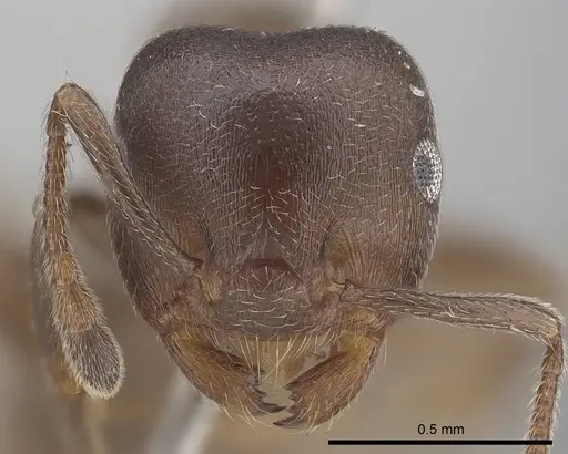 Crematogaster sjostedti specimen CASENT0919667 image casent0919667_2