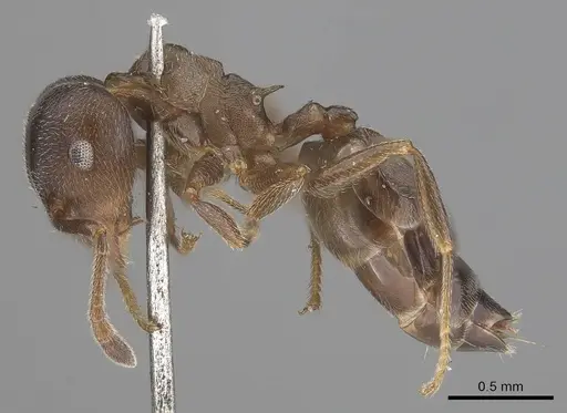 Crematogaster sjostedti specimen CASENT0919667 image casent0919667_3