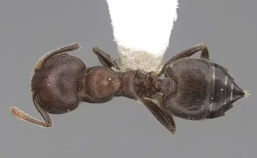 Crematogaster sjostedti specimen CASENT0922654 image casent0922654_1