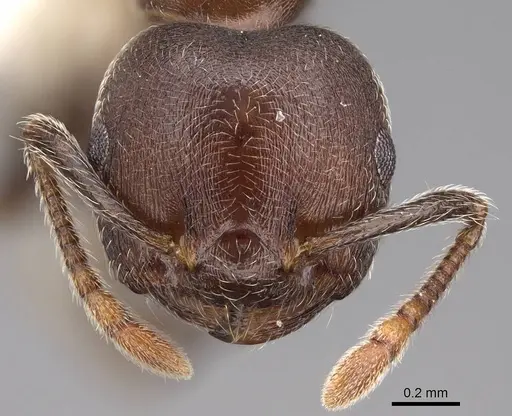 Crematogaster sjostedti specimen CASENT0922654 image casent0922654_2