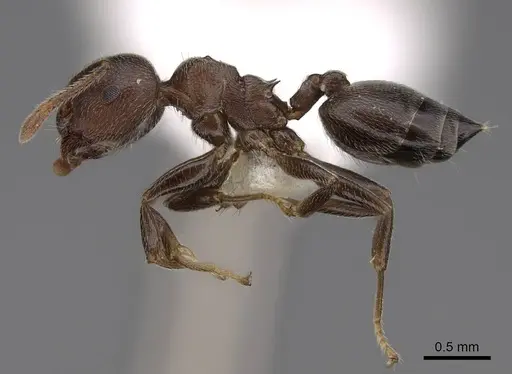 Crematogaster sjostedti specimen CASENT0922654 image casent0922654_3