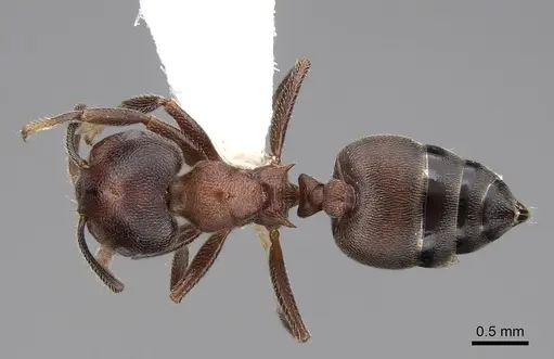 Crematogaster sjostedti specimen CASENT0922655 image casent0922655_1