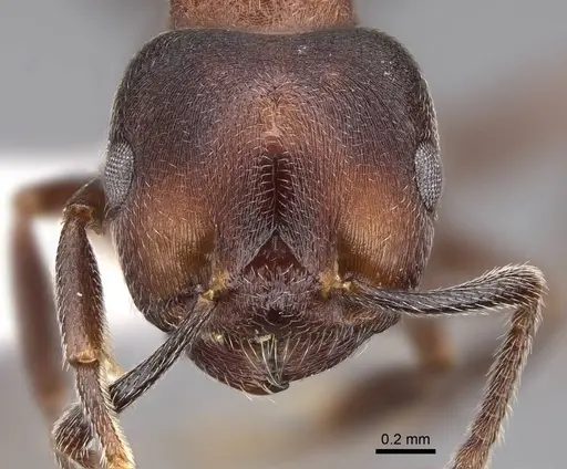 Crematogaster sjostedti specimen CASENT0922655 image casent0922655_2