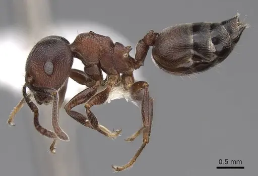 Crematogaster sjostedti specimen CASENT0922655 image casent0922655_3