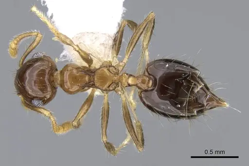 Crematogaster snellingi specimen CASENT0914643 image casent0914643_1