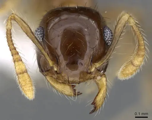 Crematogaster snellingi specimen CASENT0914643 image casent0914643_2