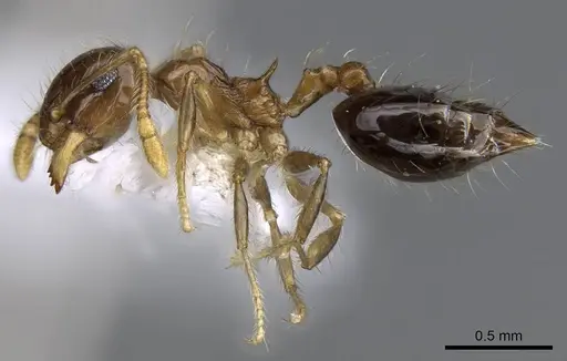 Crematogaster snellingi specimen CASENT0914643 image casent0914643_3