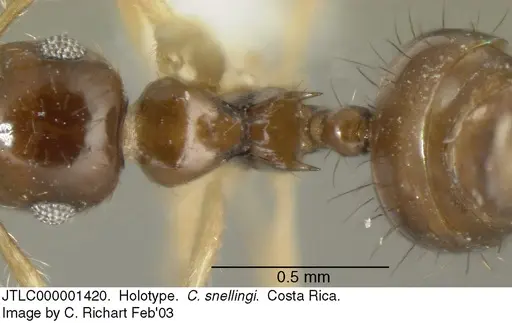 Crematogaster snellingi specimen JTLC000001420 image jtlc000001420_1