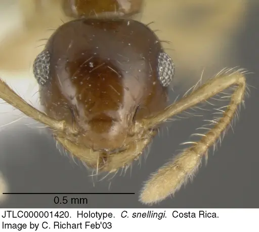 Crematogaster snellingi specimen JTLC000001420 image jtlc000001420_2