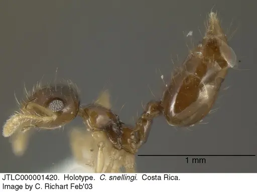 Crematogaster snellingi specimen JTLC000001420 image jtlc000001420_3