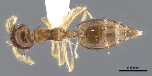 Crematogaster snellingi specimen JTLC000001421 image jtlc000001421_1