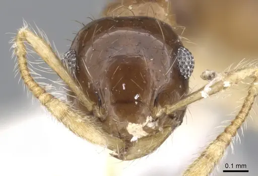 Crematogaster snellingi specimen JTLC000001421 image jtlc000001421_2