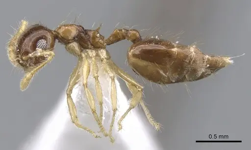 Crematogaster snellingi specimen JTLC000001421 image jtlc000001421_3