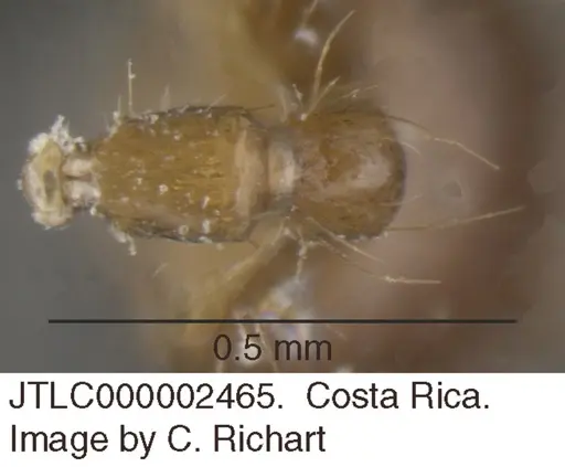 Crematogaster snellingi specimen JTLC000002465 image jtlc000002465_1