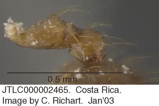 Crematogaster snellingi specimen JTLC000002465 image jtlc000002465_2