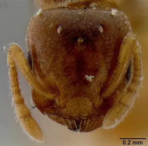 Crematogaster solenopsides specimen CASENT0171224 image casent0171224_2