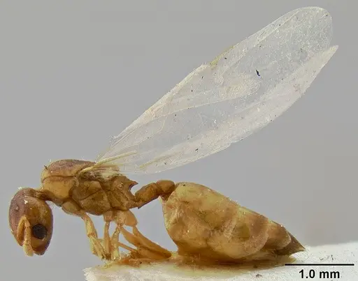 Crematogaster solenopsides specimen CASENT0171224 image casent0171224_3