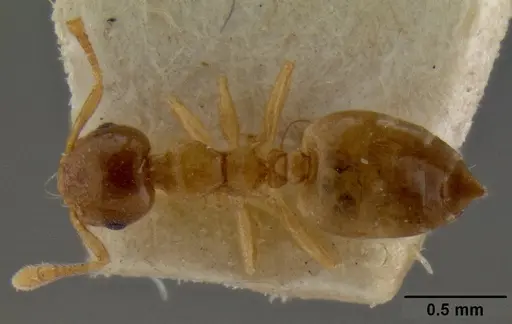Crematogaster solenopsides specimen CASENT0193953 image casent0193953_1