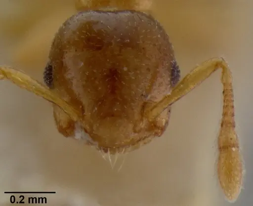 Crematogaster solenopsides specimen CASENT0193953 image casent0193953_2