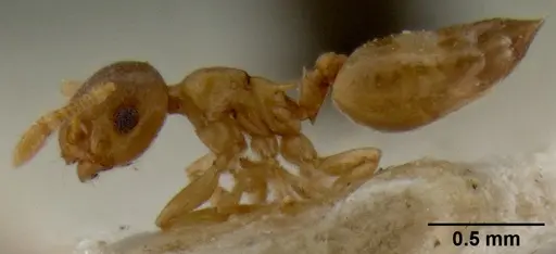 Crematogaster solenopsides specimen CASENT0193953 image casent0193953_3