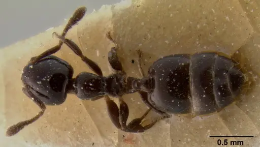 Crematogaster solenopsides specimen CASENT0193955 image casent0193955_1