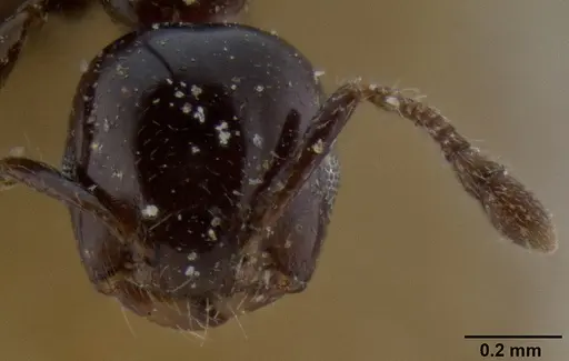 Crematogaster solenopsides specimen CASENT0193955 image casent0193955_2