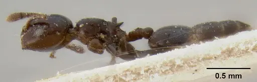 Crematogaster solenopsides specimen CASENT0193955 image casent0193955_3