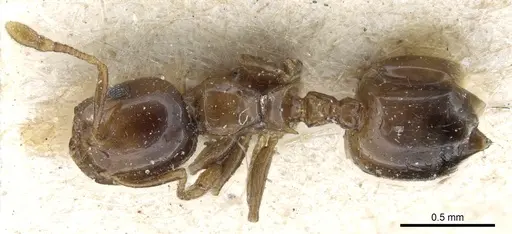Crematogaster solenopsides specimen CASENT0904483 image casent0904483_1